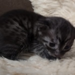 Mau smoke female DOB 6-25-21