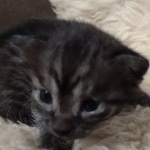 Mau smoke female DOB 6-25-21