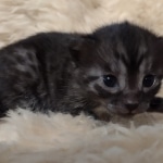 Mau smoke female DOB 6-25-21