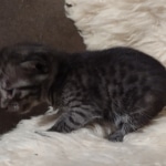 Mau smoke female DOB 6-25-21