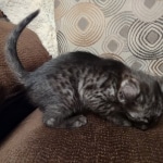 Mau smoke female DOB 6-25-21