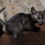 Mau smoke female DOB 6-25-21