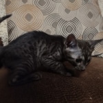 Mau smoke female DOB 6-25-21