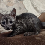 Mau smoke female DOB 6-25-21