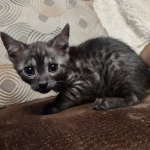 Mau smoke female DOB 6-25-21