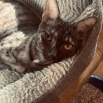 Shadow Mau smoke female DOB 6-25-21