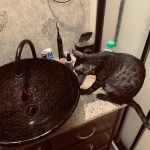 Shadow Mau smoke female DOB 6-25-21