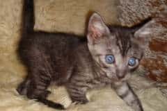 Annie Egyptian Mau, Smoke, Female #2, DOB 8-9-20