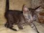 Annie Egyptian Mau, Smoke, Female #2, DOB 8-9-20