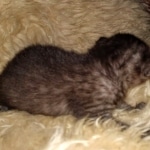 Mau, Smoke, Female #2, DOB 8-9-20