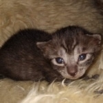 Mau, Smoke, Female #2, DOB 8-9-20