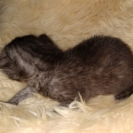 Mau, Smoke, Female #2, DOB 8-9-20