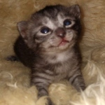 Mau, Smoke, Female #2, DOB 8-9-20