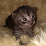 Mau, Smoke, Female #2, DOB 8-9-20