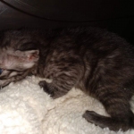 Mau, Smoke, Female #2, DOB 8-9-20