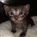 Mau, Smoke, Female #2, DOB 8-9-20