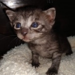 Mau, Smoke, Female #2, DOB 8-9-20