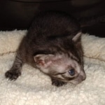 Mau, Smoke, Female #2, DOB 8-9-20