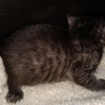 Mau, Smoke, Female #2, DOB 8-9-20