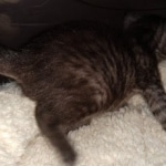 Mau, Smoke, Female #2, DOB 8-9-20