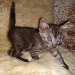 Mau, Smoke, Female #2, DOB 8-9-20