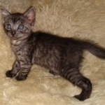 Mau, Smoke, Female #2, DOB 8-9-20