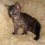 Mau, Smoke, Female #2, DOB 8-9-20