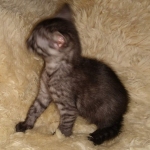 Mau, Smoke, Female #2, DOB 8-9-20