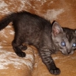 Mau, Smoke, Female #2, DOB 8-9-20