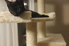 Amunet Egyptian Mau Smoke Female #2 DOB 9-10-16