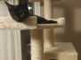 Amunet Egyptian Mau Smoke Female #2 DOB 9-10-16