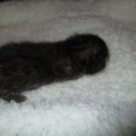 Egyptian Mau smoke female DOB 9-10-16