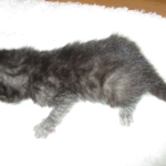 Egyptian Mau smoke female DOB 9-10-16