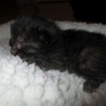 Egyptian Mau smoke female DOB 9-10-16