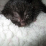 Egyptian Mau smoke female DOB 9-10-16