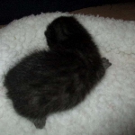 Egyptian Mau smoke female DOB 9-10-16