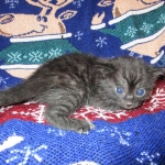 Egyptian Mau smoke female DOB 9-10-16