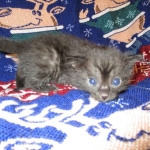 Egyptian Mau smoke female DOB 9-10-16