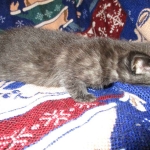 Egyptian Mau smoke female DOB 9-10-16