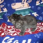 Egyptian Mau smoke female DOB 9-10-16