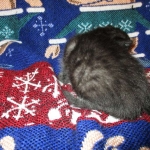 Egyptian Mau smoke female DOB 9-10-16