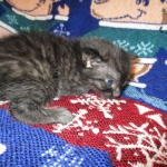 Egyptian Mau smoke female DOB 9-10-16