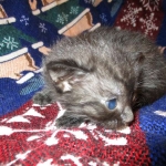 Egyptian Mau smoke female DOB 9-10-16