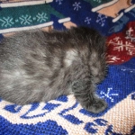 Egyptian Mau smoke female DOB 9-10-16