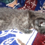 Egyptian Mau smoke female DOB 9-10-16