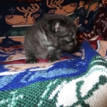 Egyptian Mau smoke female DOB 9-10-16