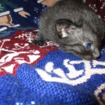 Egyptian Mau smoke female DOB 9-10-16