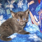 Egyptian Mau smoke female DOB 9-10-16