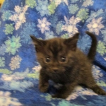 Egyptian Mau smoke female DOB 9-10-16