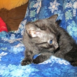 Egyptian Mau smoke female DOB 9-10-16